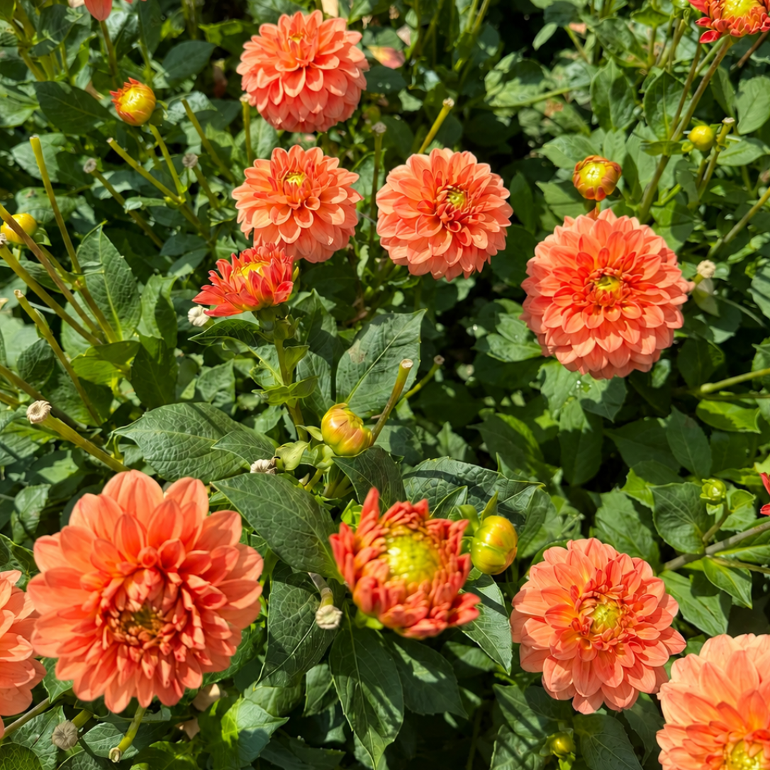 Dahlia Blooming Nicole