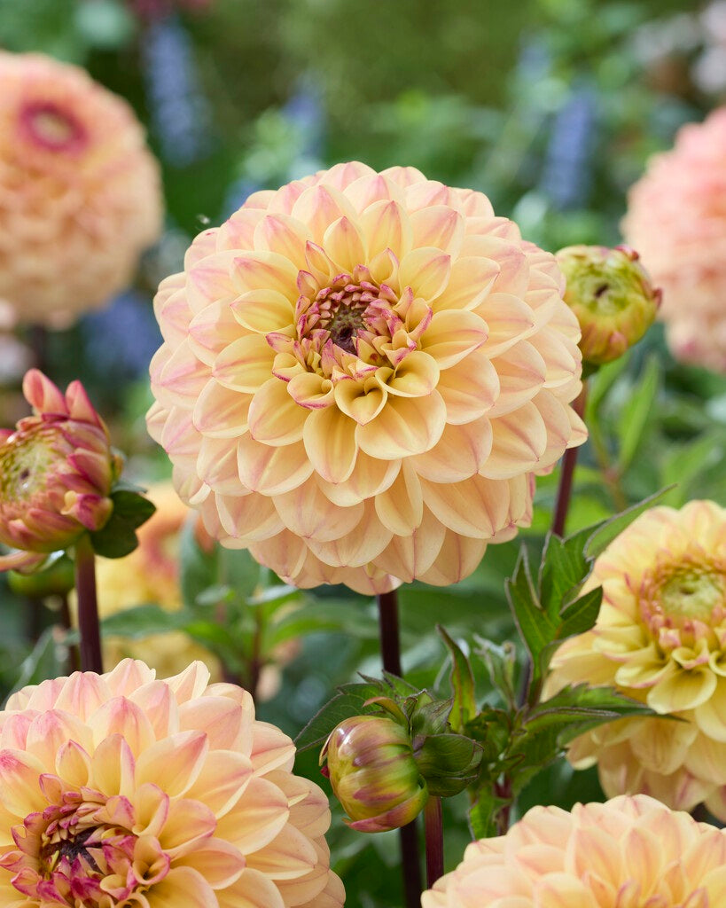 Dahlia Blooming Nicole