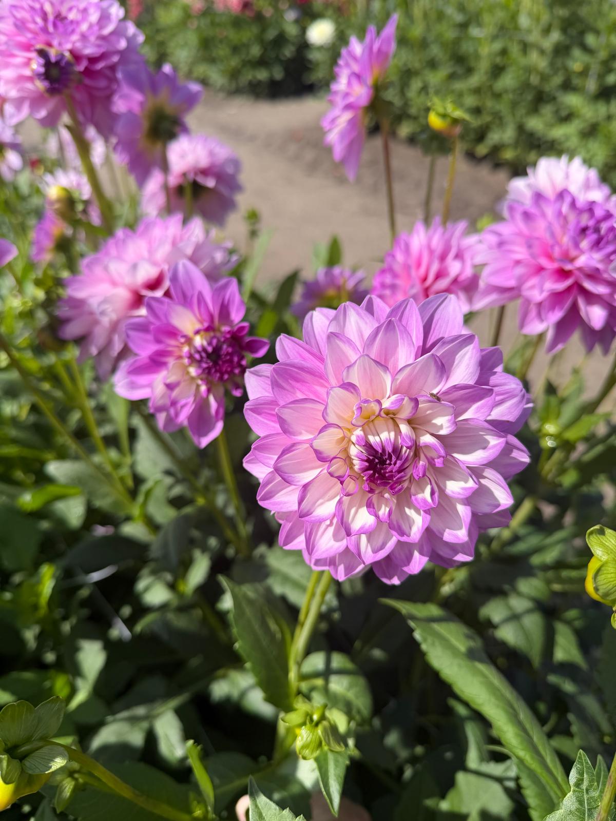 Dahlia Blues Wish