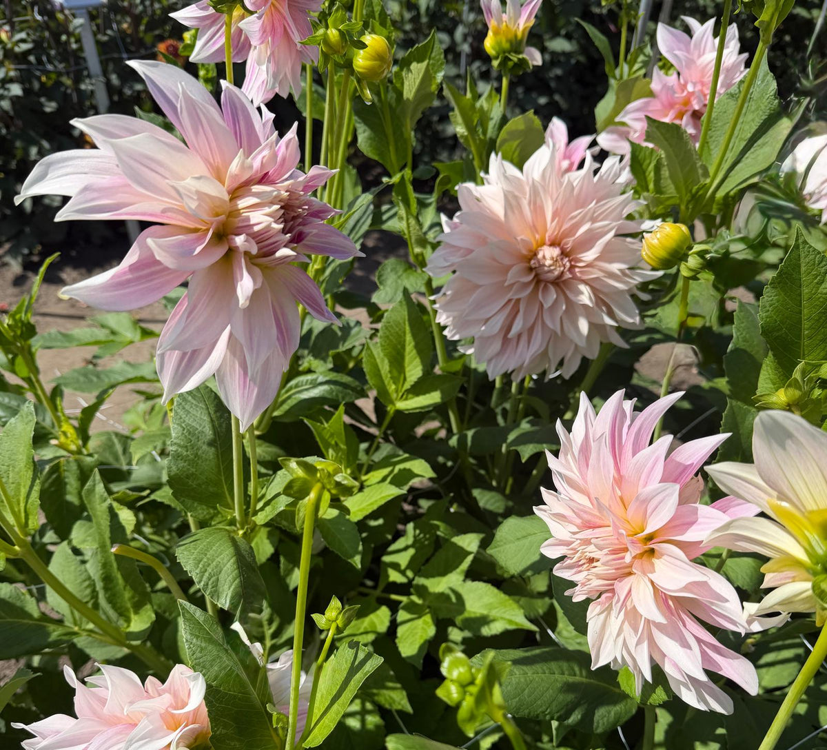 Dahlia Senior's Hope