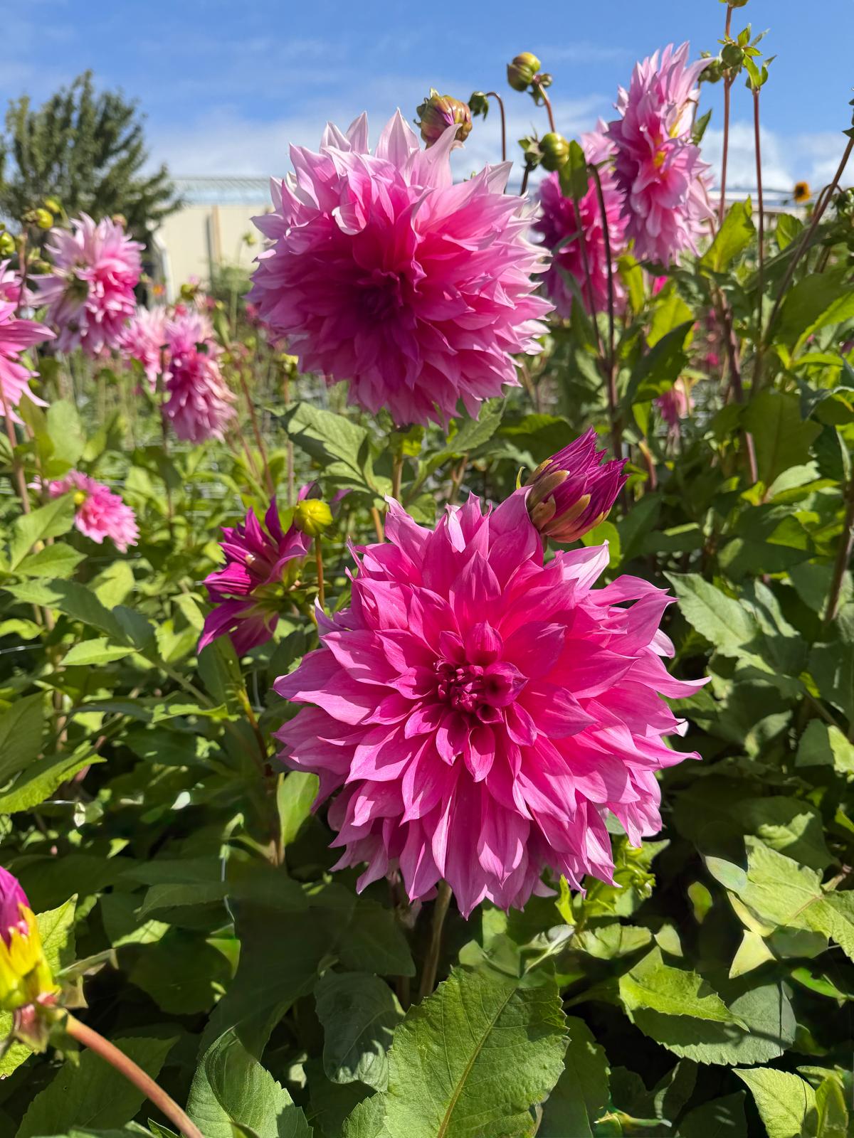 Dahlia Café au Lait Rosé