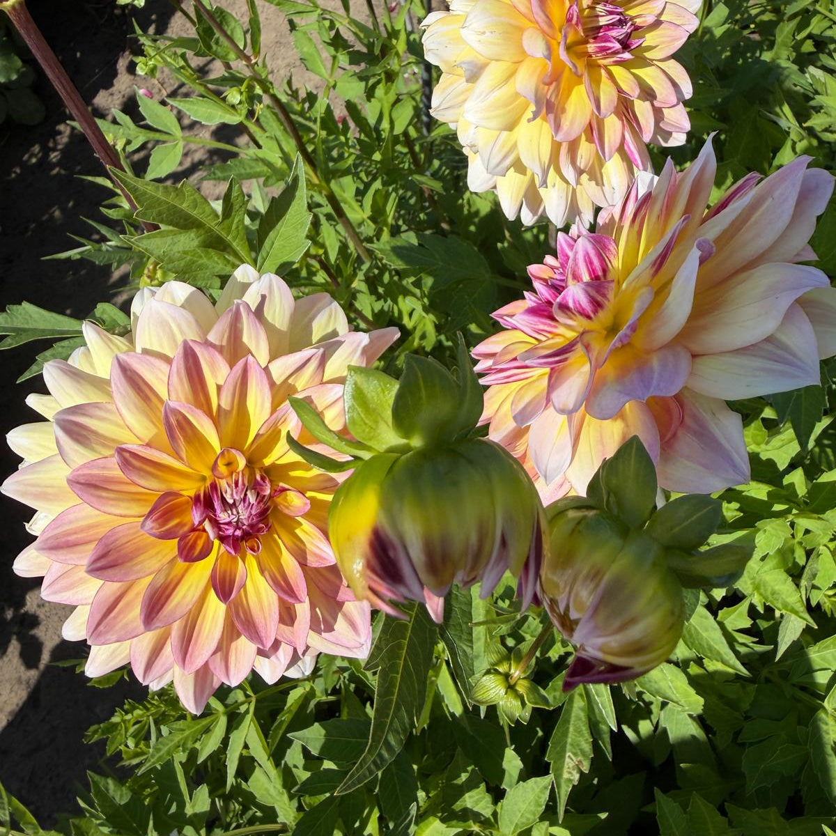 Dahlia Caribbean Fantasy