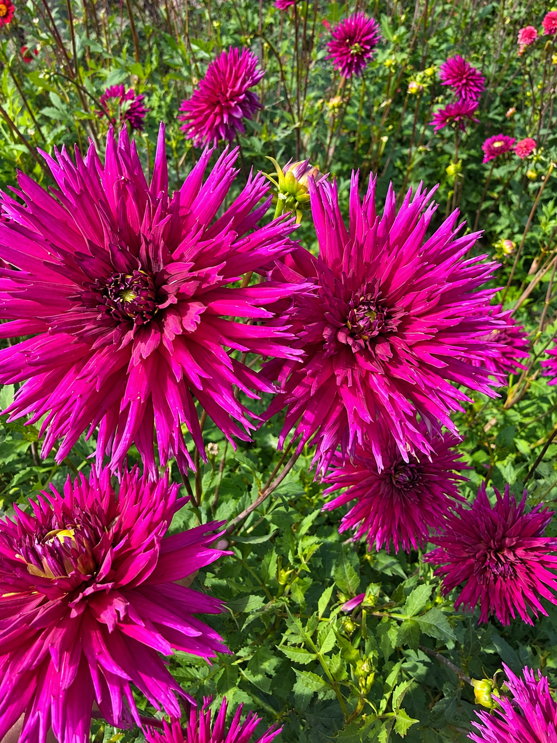 Dahlia Magic Mellie