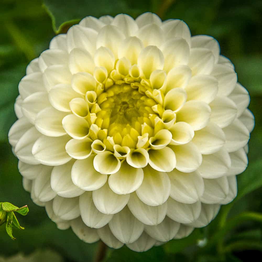 Dahlia Caro