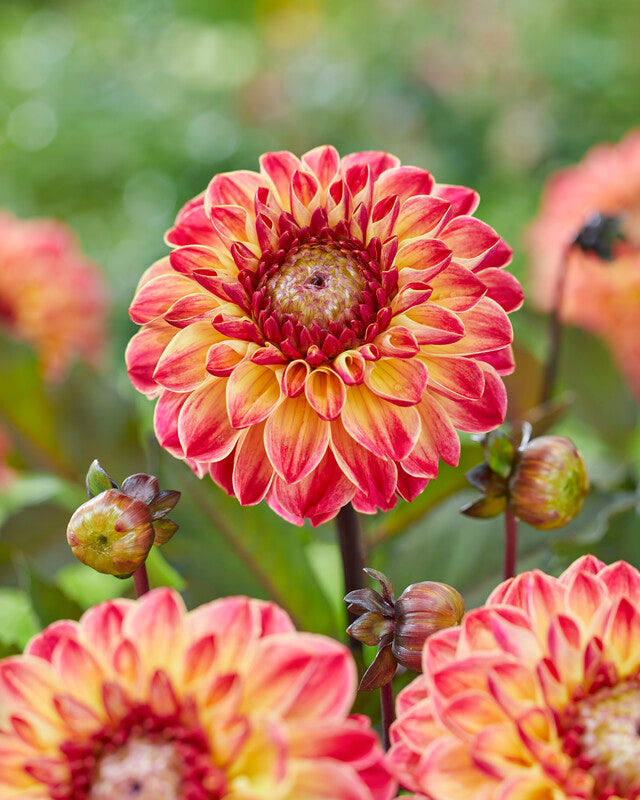 Dahlia Dancing Don