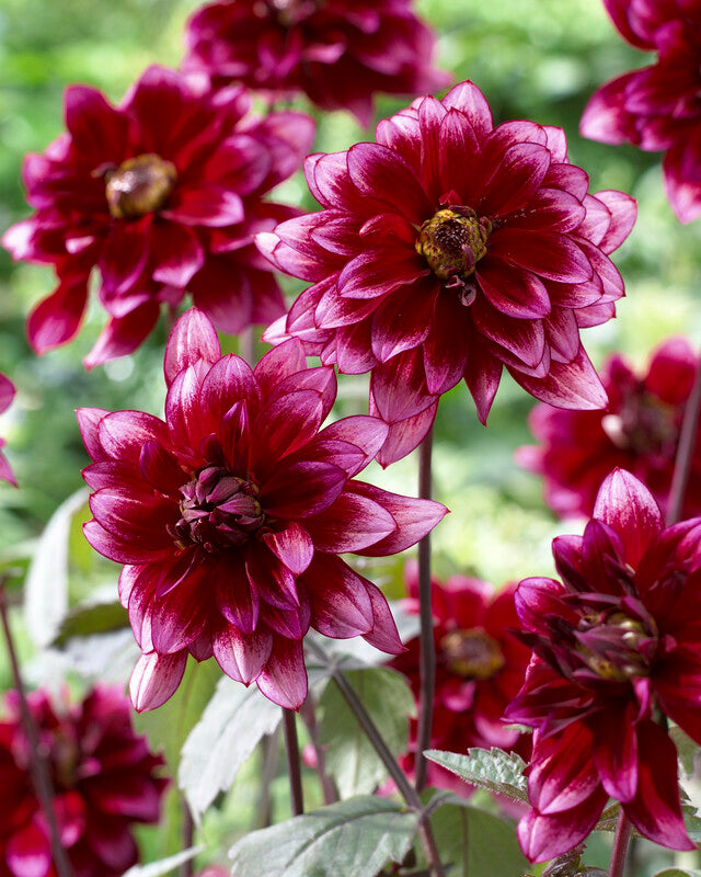 Dahlia Darkarin