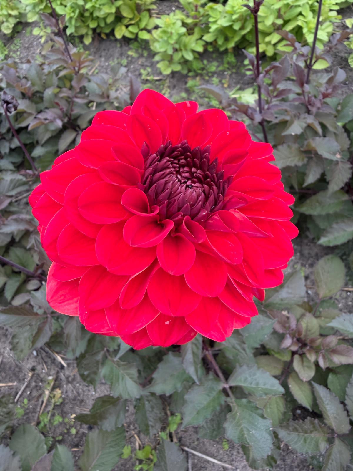 Dahlia Jenny's Favorite