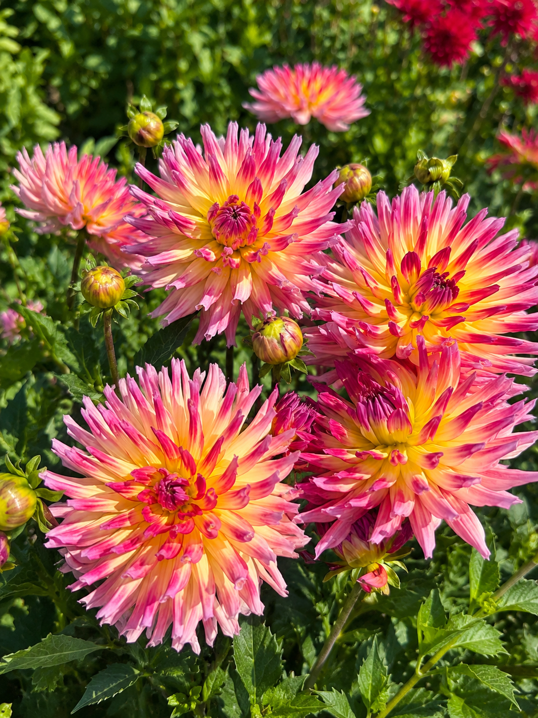 Dahlia Karma Sangria
