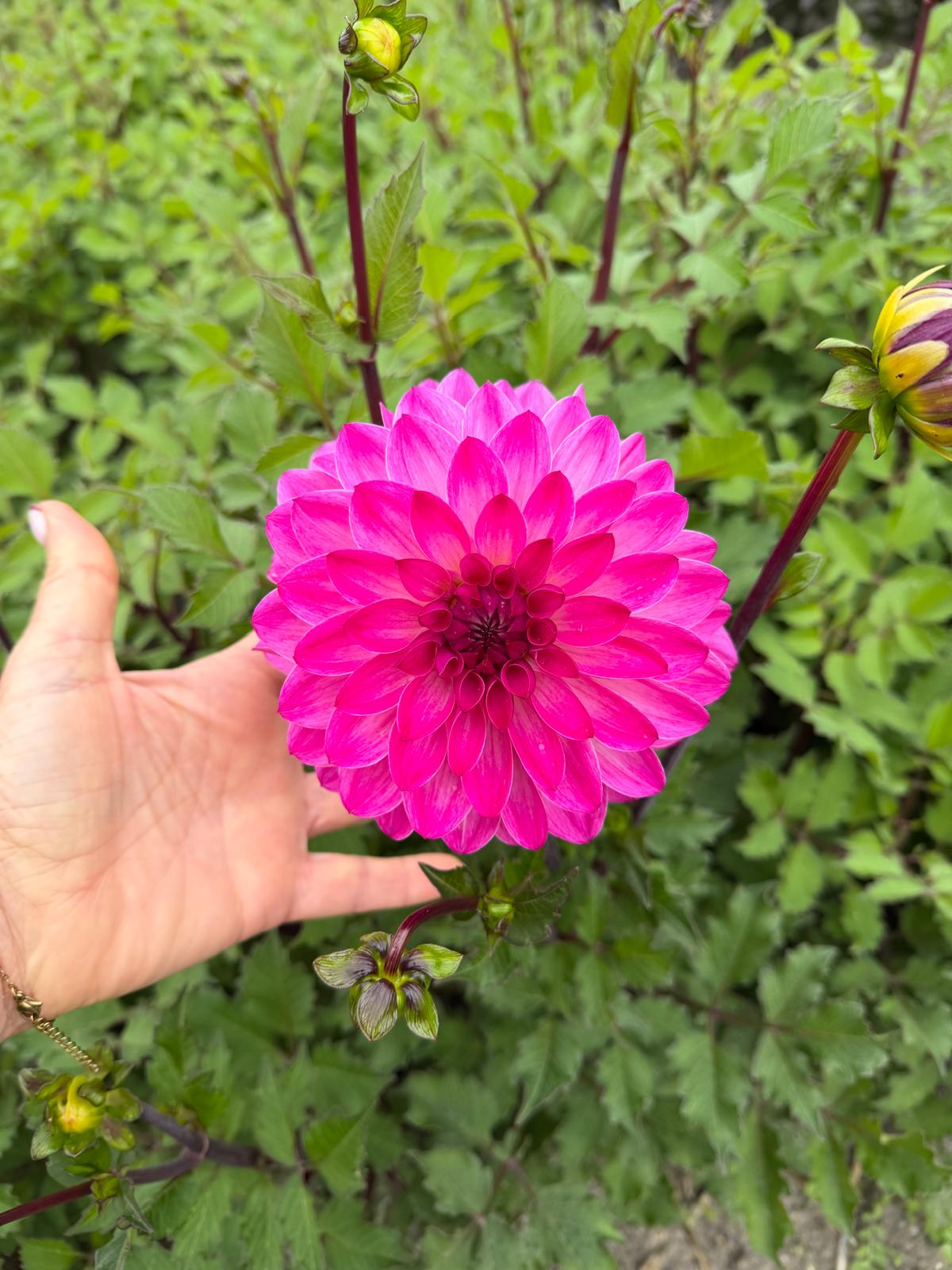 Dahlia Lilac Lyric