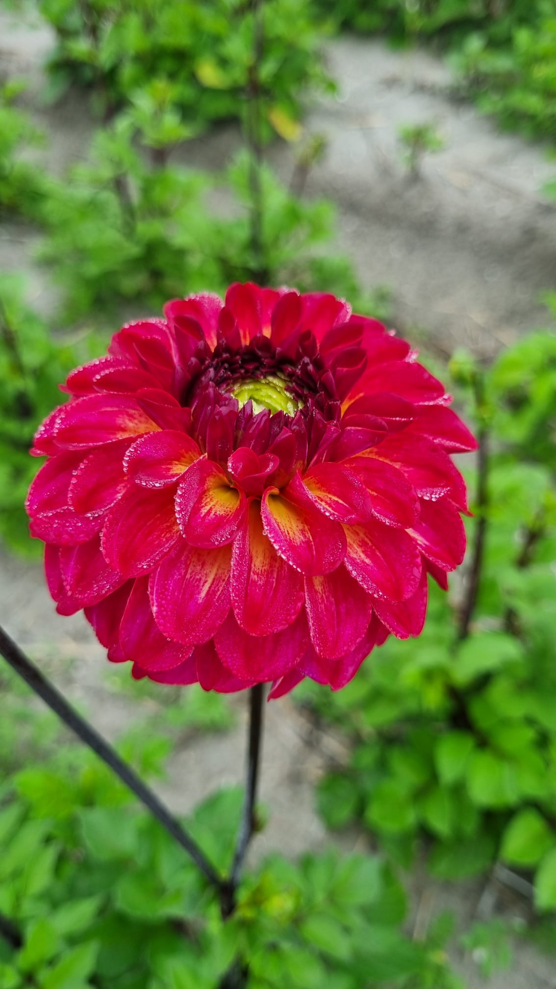 Dahlia Magic Mellie