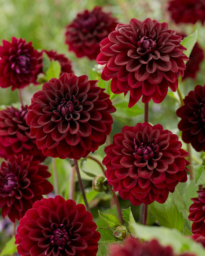 Dahlia Midnight Blush