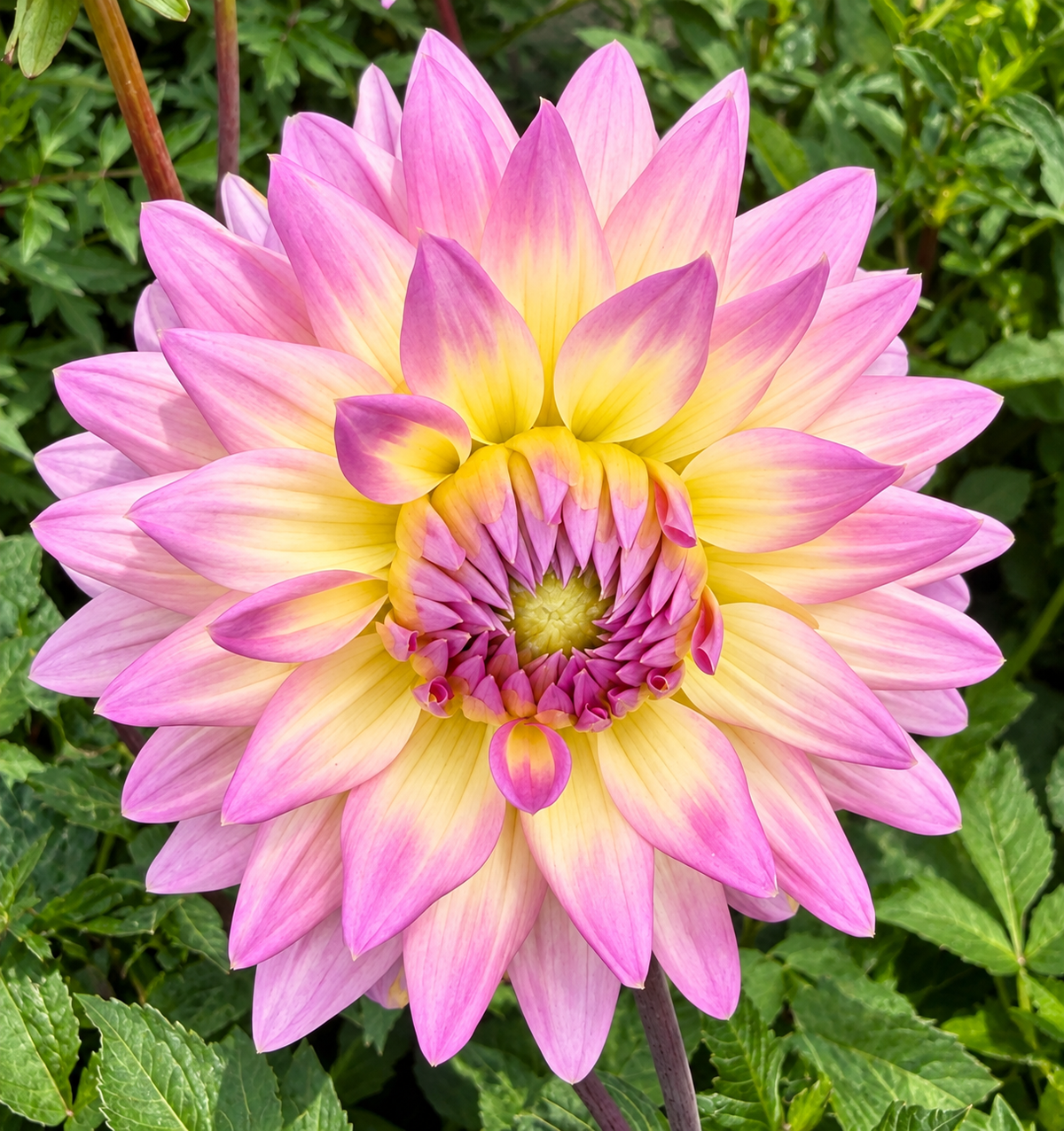 Dalia Miss Delilah