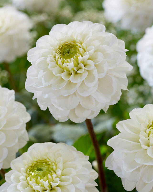 Dahlia Never Give Up