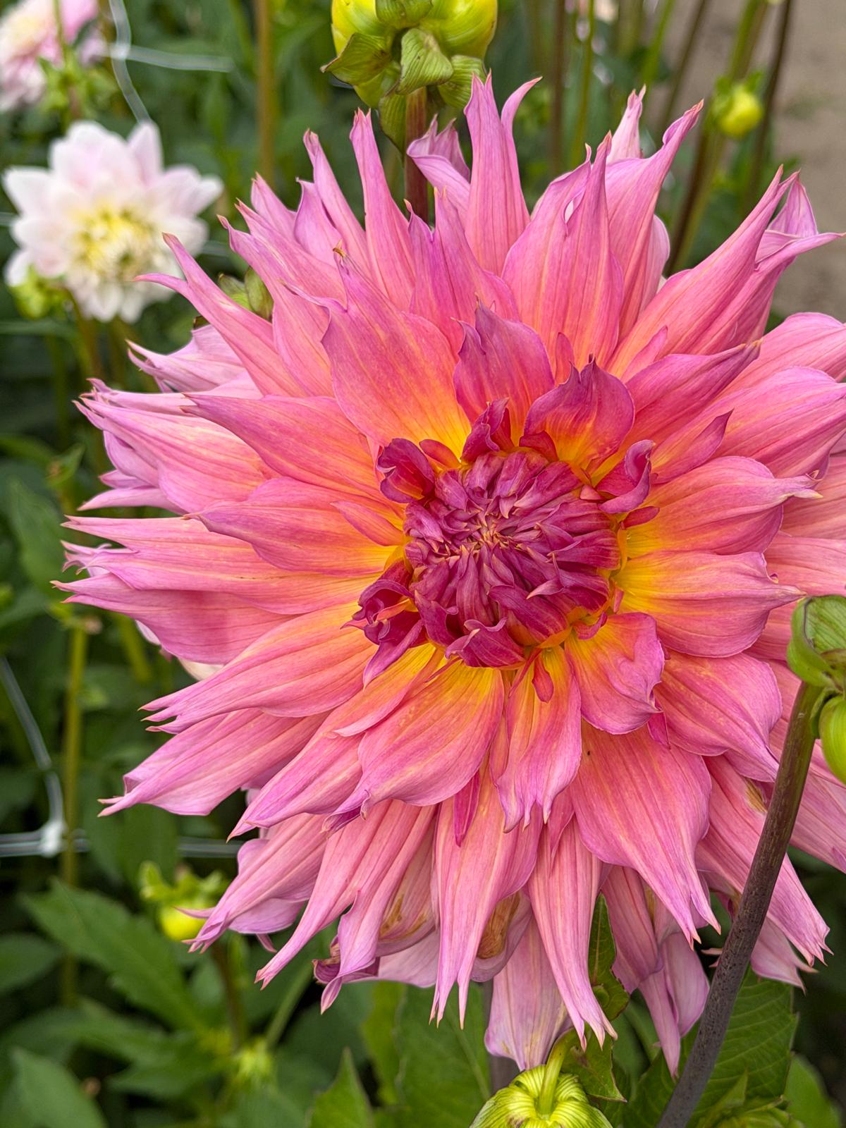Dahlia Omega