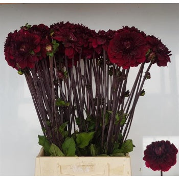 Dahlia Senior's Darkness