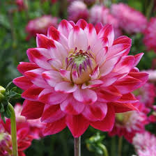Dahlia Senior's Dream
