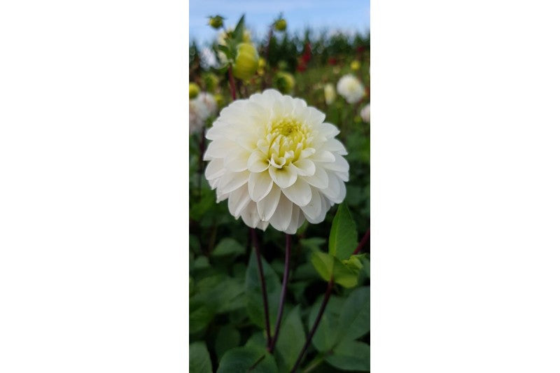 Dahlia White Isa