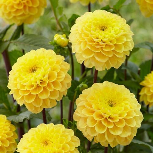 Dahlia Yellow Don
