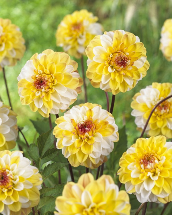 Dahlia Double Jill