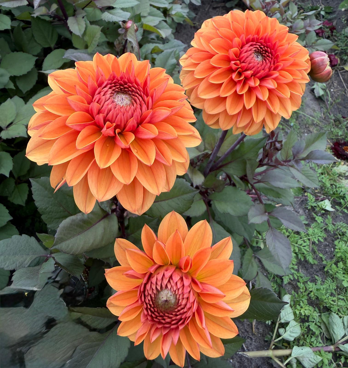 Dahlia Love of my Life