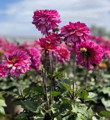 Dahlia Muchacha
