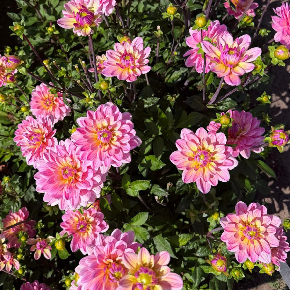 Dahlia Pink Magic