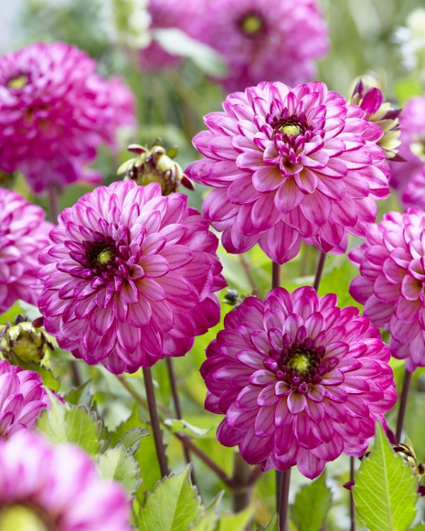 Dahlia Romantica