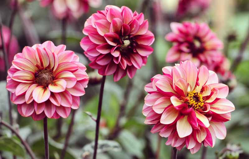 Dahlia Senior's Hope