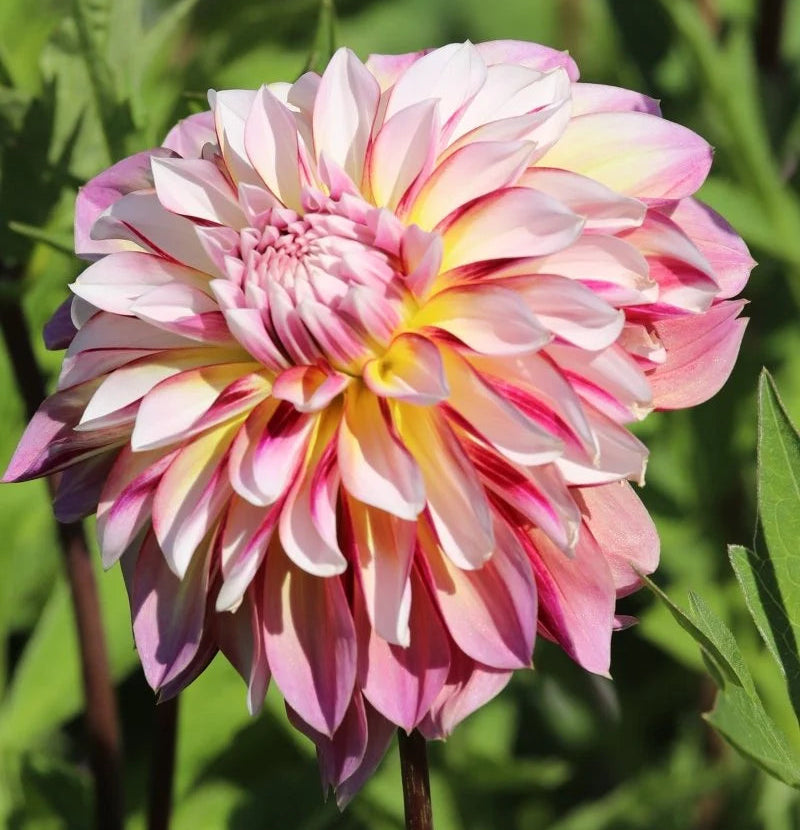 Dahlia Caribbean Fantasy