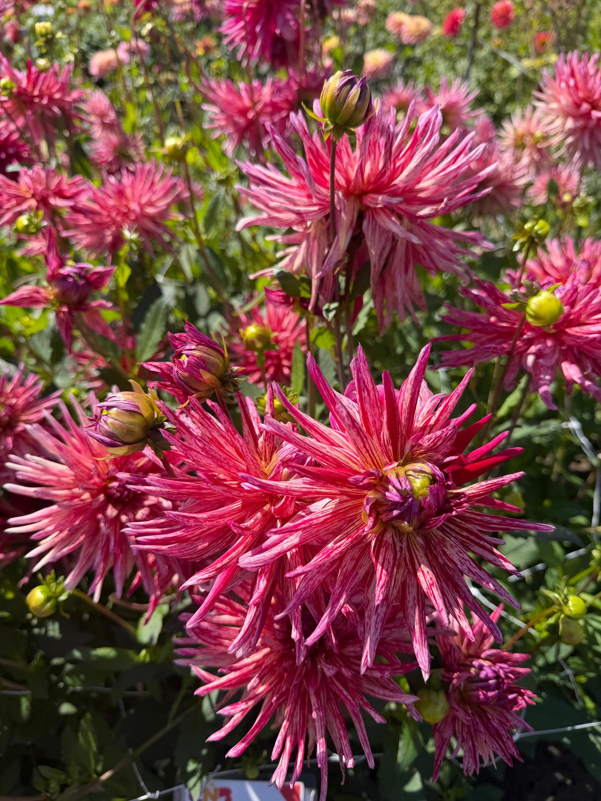 Dahlia Alain Minoun