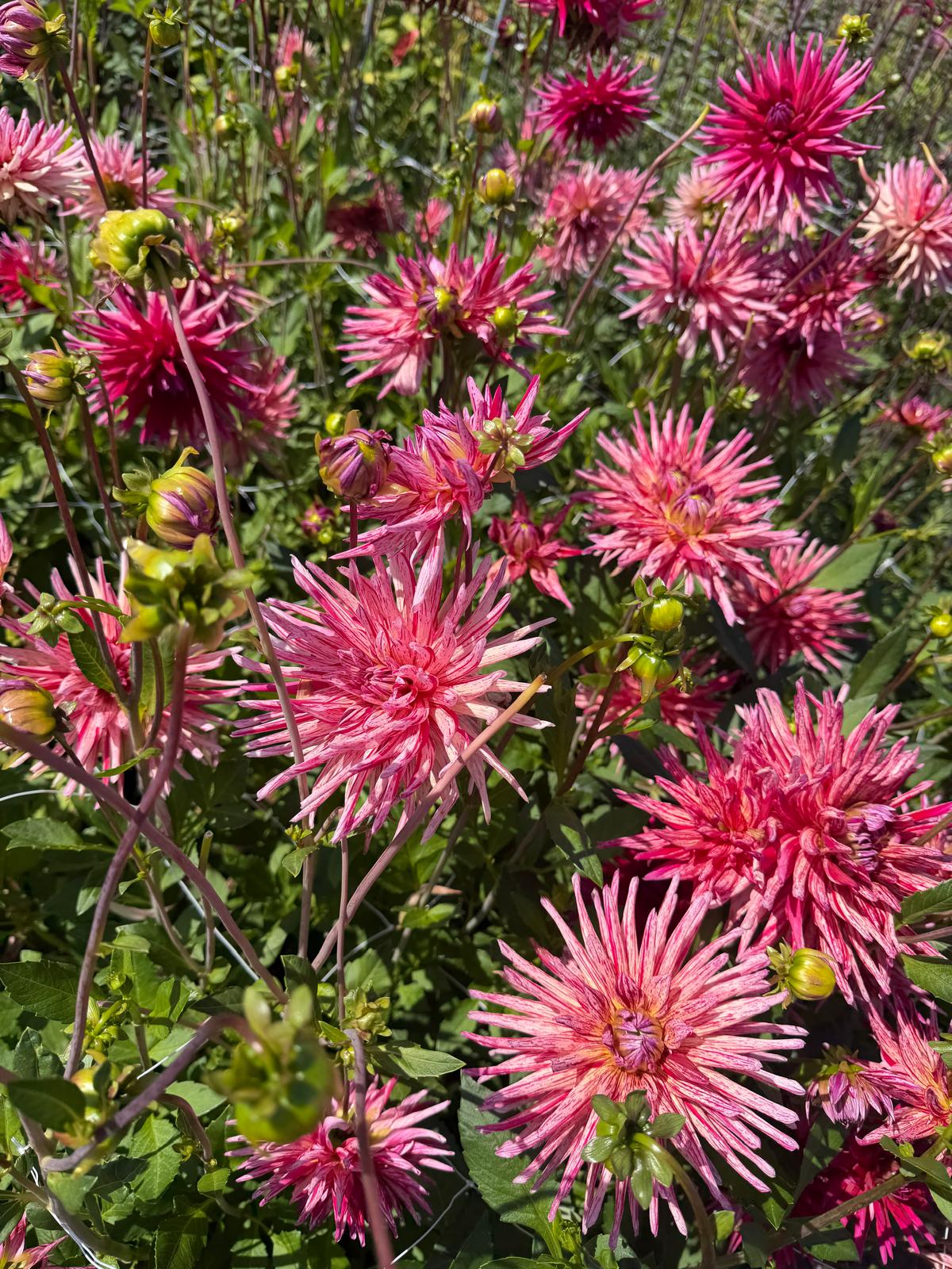 Dahlia Alain Minoun