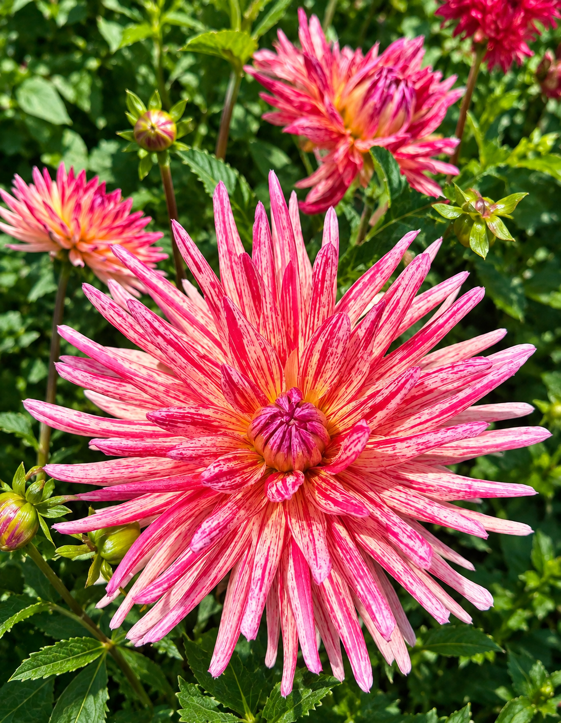 Dahlia Alain Minoun