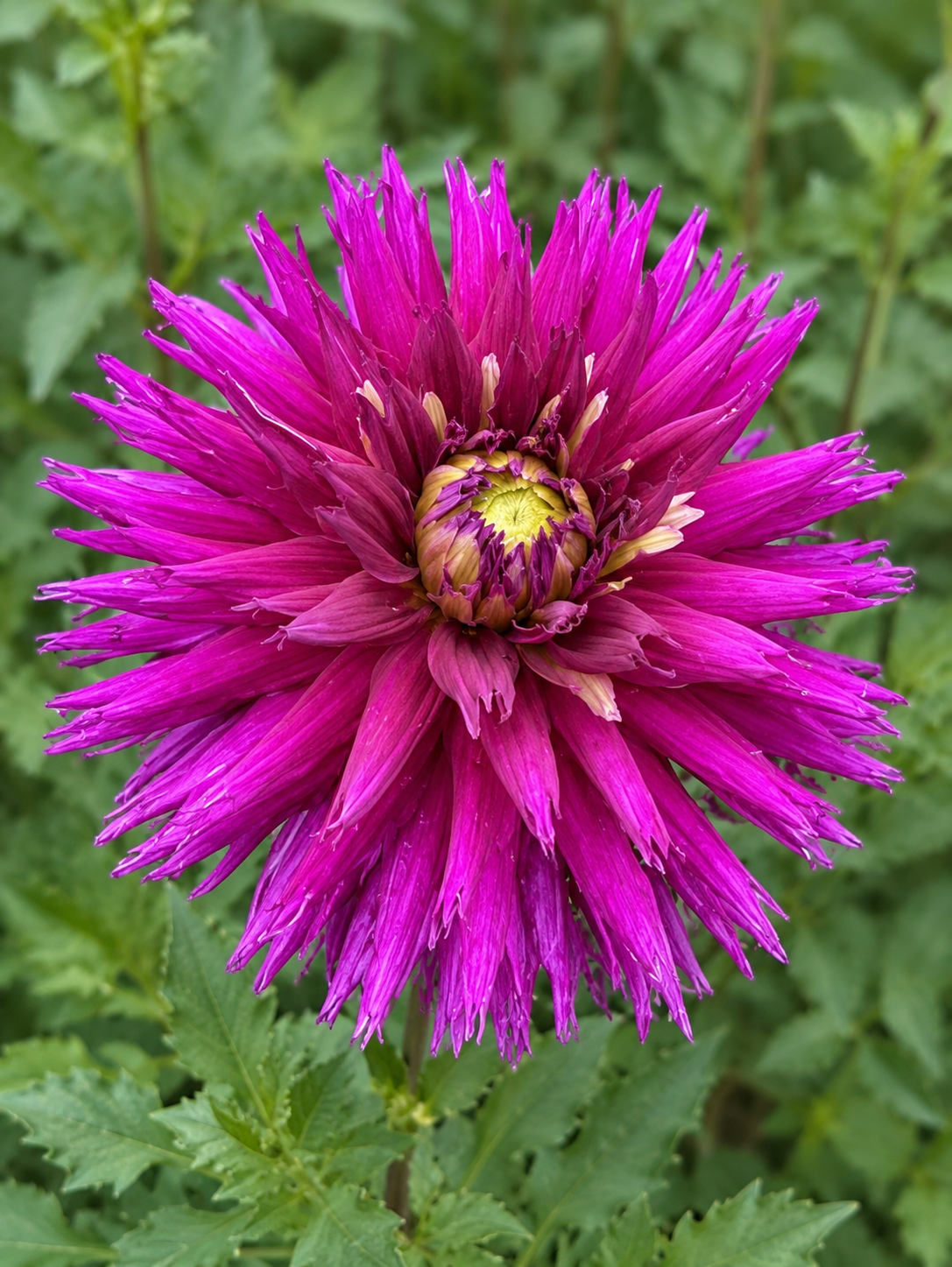 Dahlia Magic Mellie