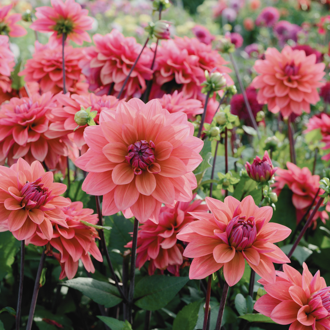 Dalia American Dawn