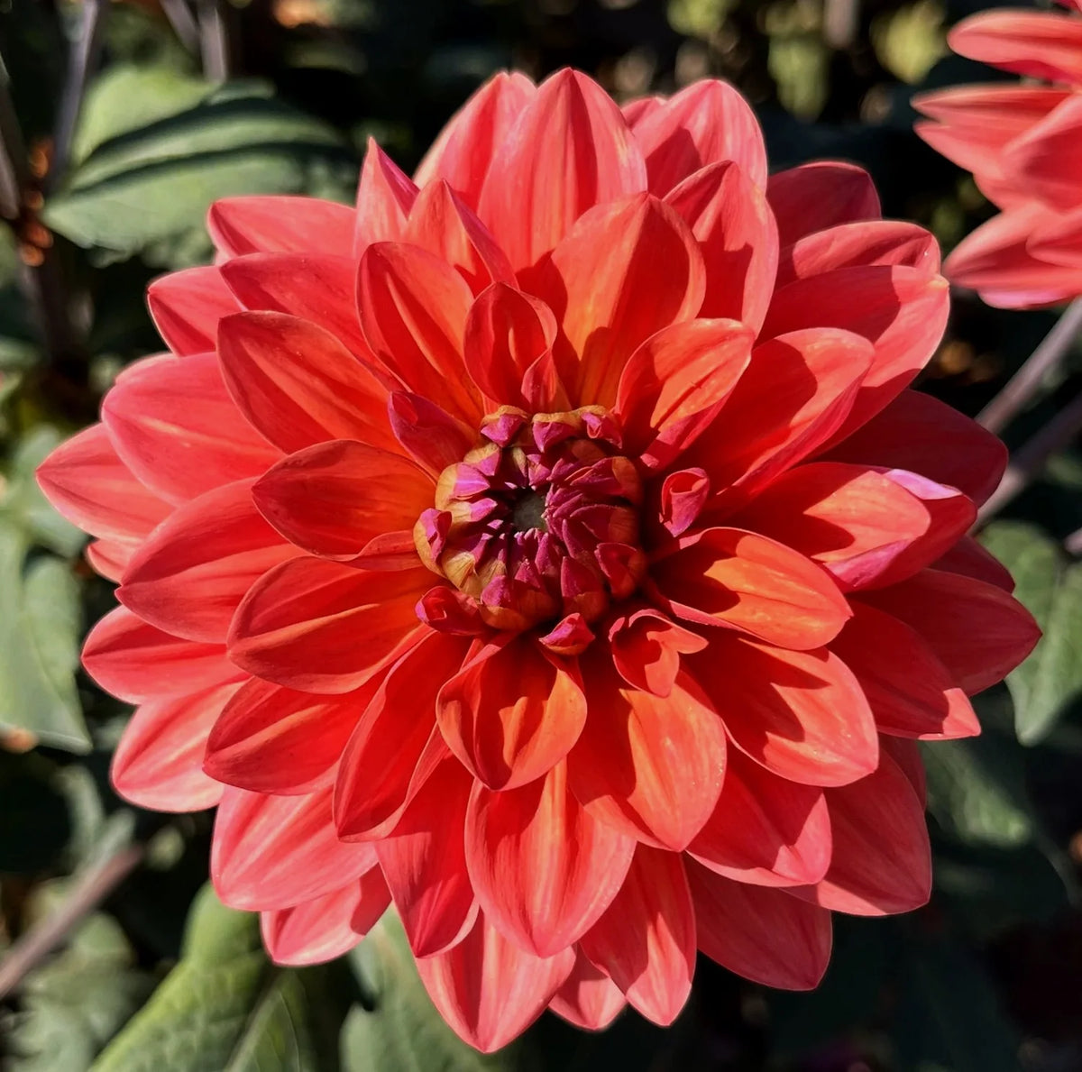 Dalia American Dawn