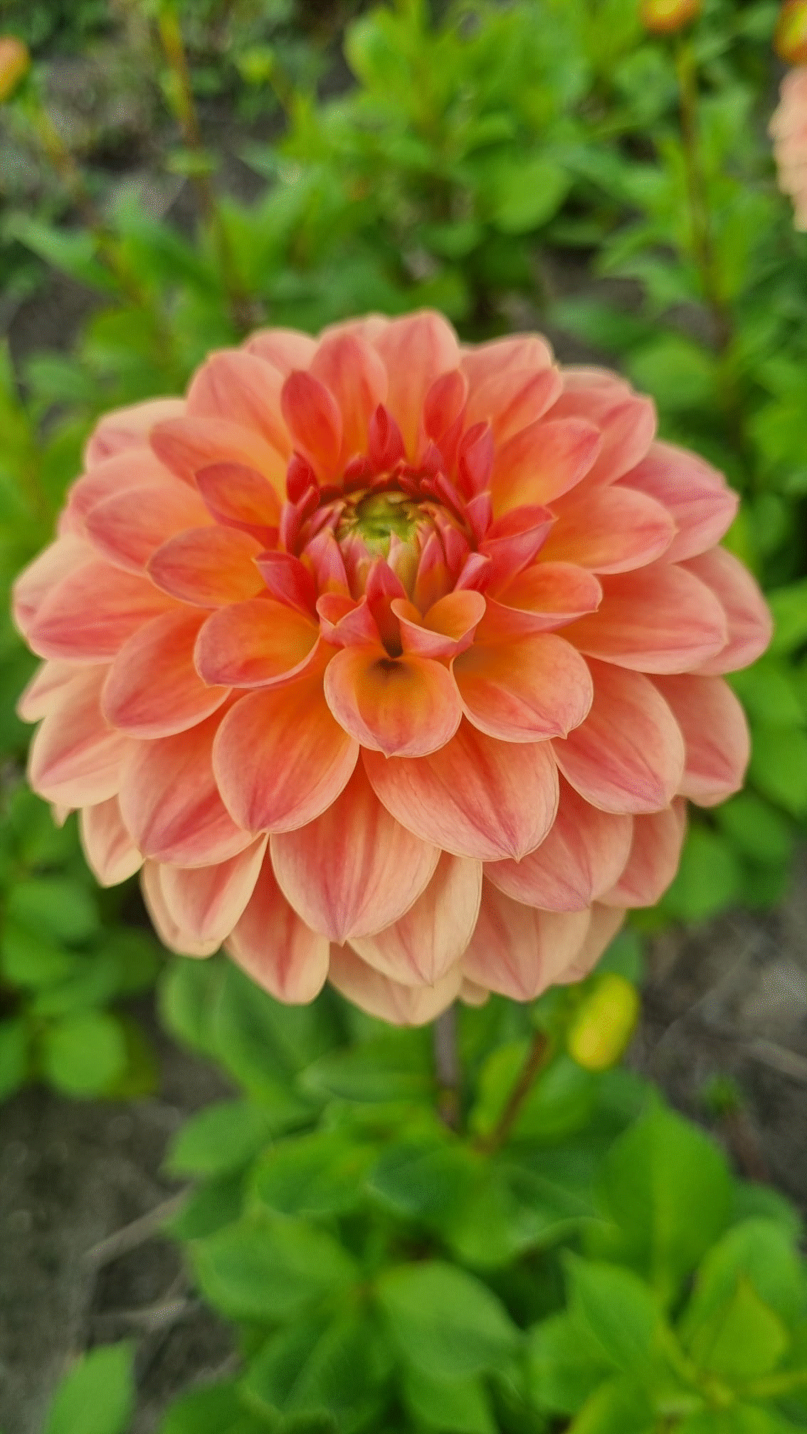 Dahlia Blooming Nicole