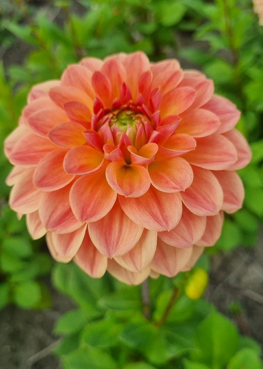 Dahlia Blooming Nicole