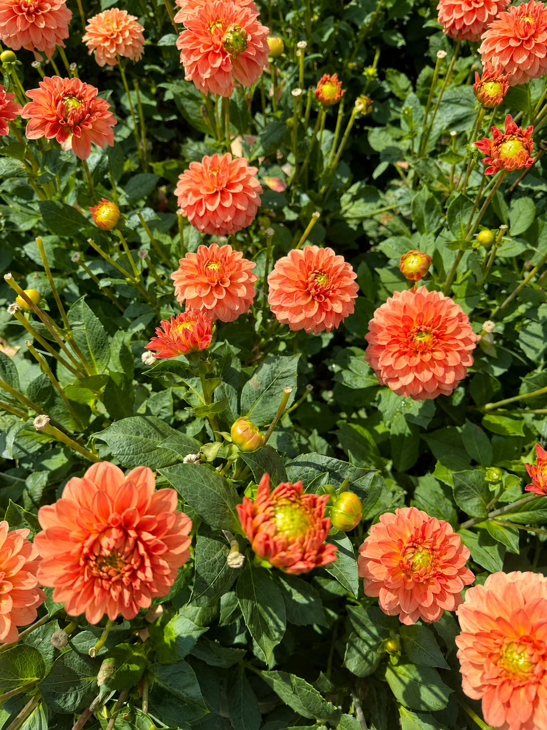 Dahlia Blooming Nicole
