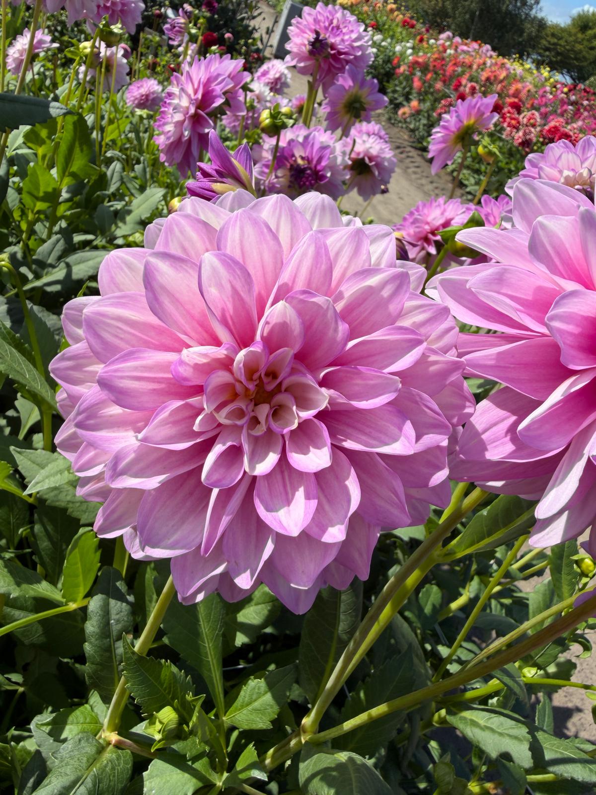 Dahlia Blues Wish