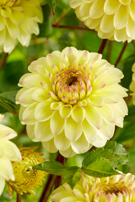 Dahlia Bolt