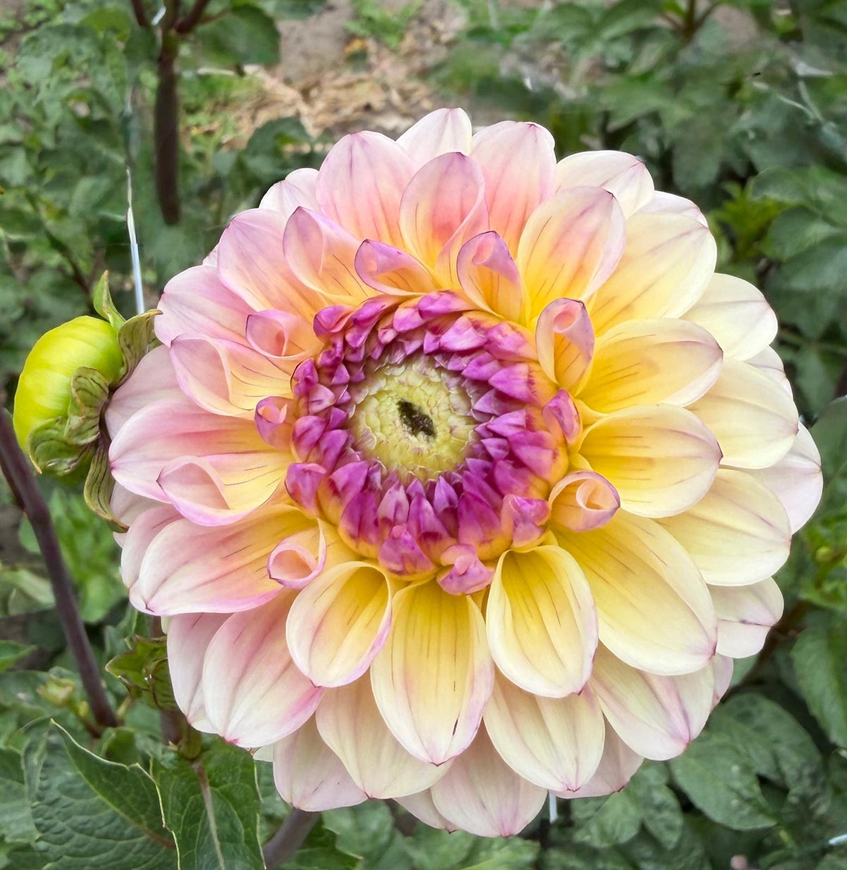 Dahlia Bolt