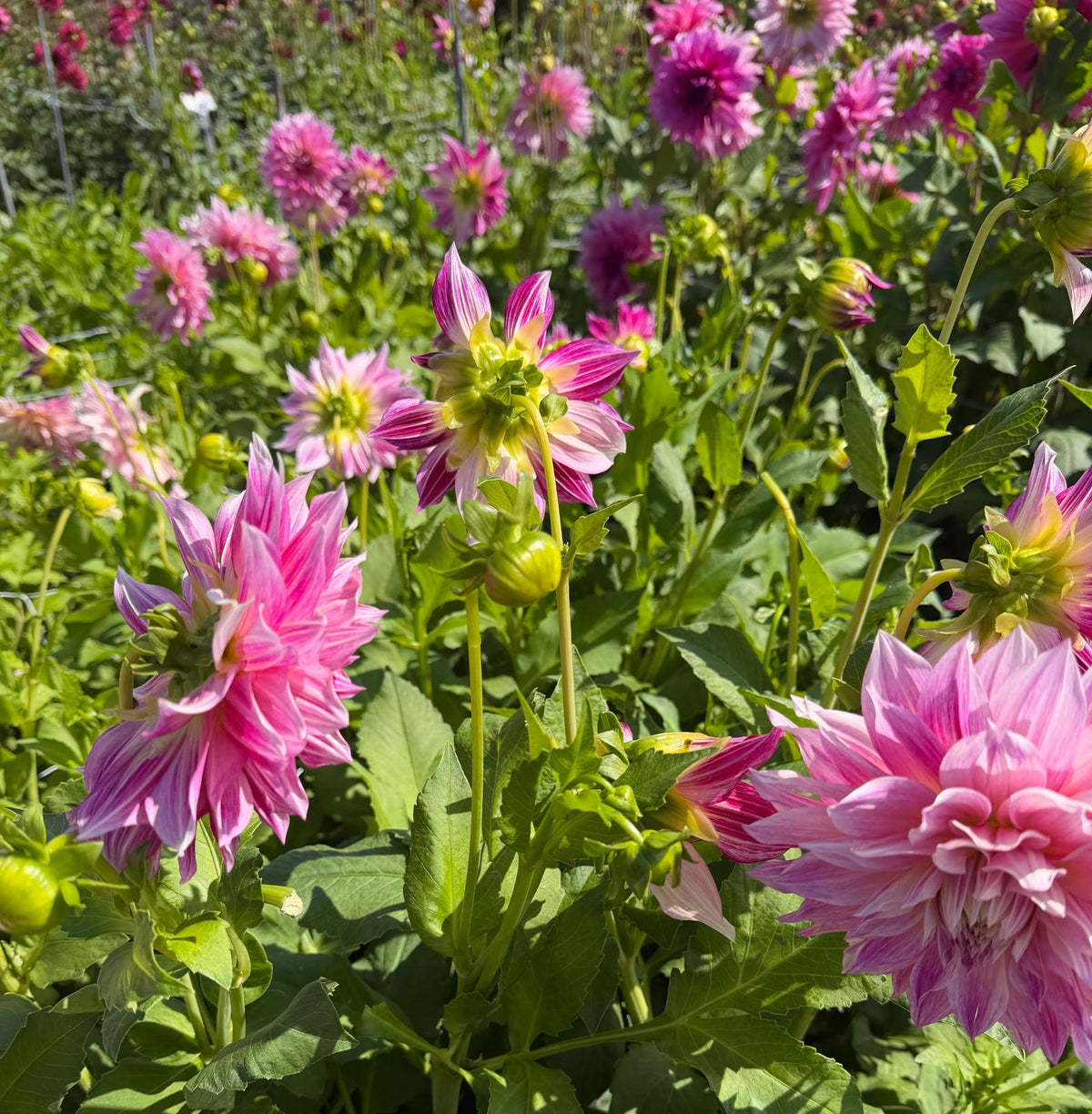 Dalia Romantica