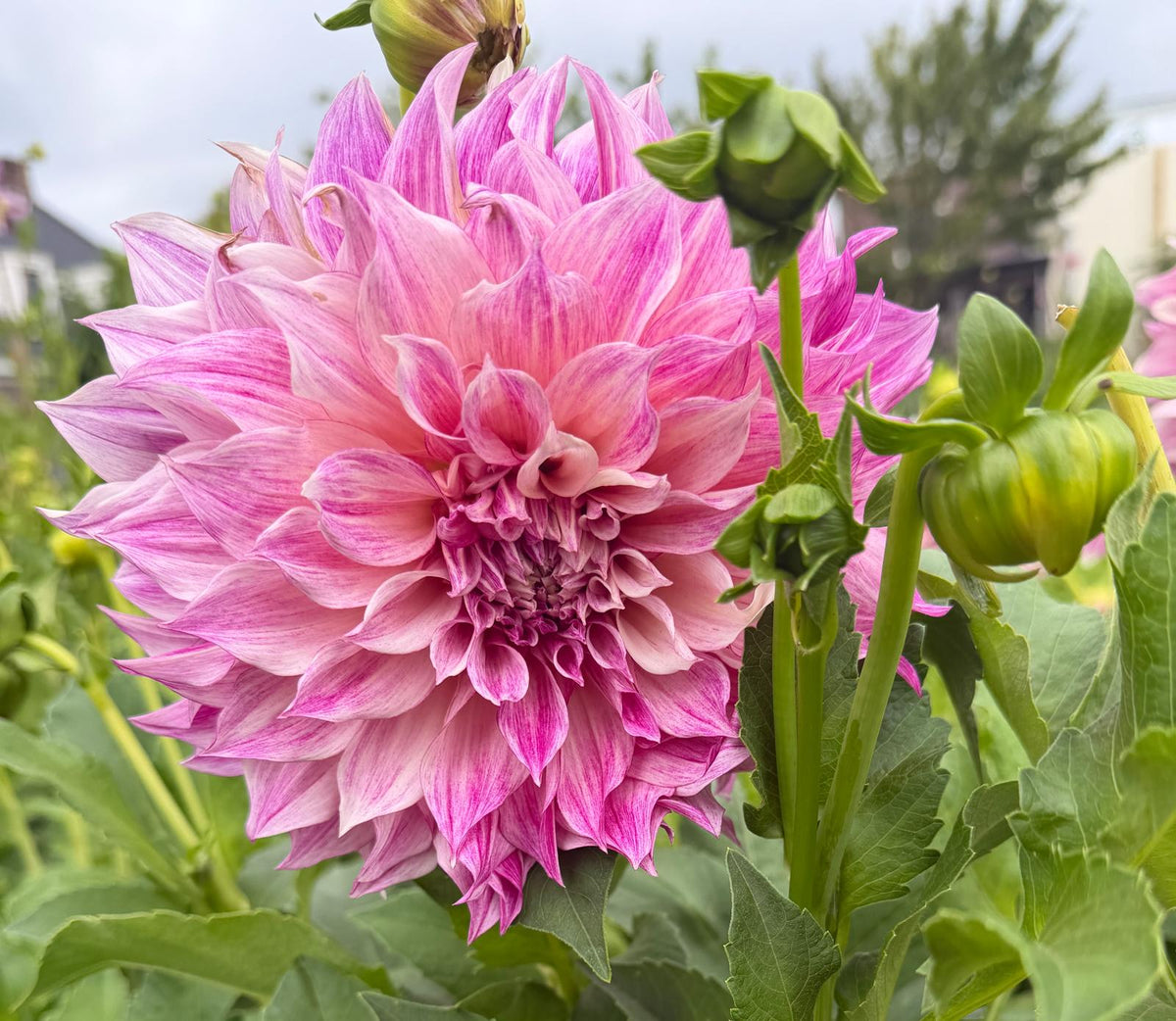Dalia Romantica
