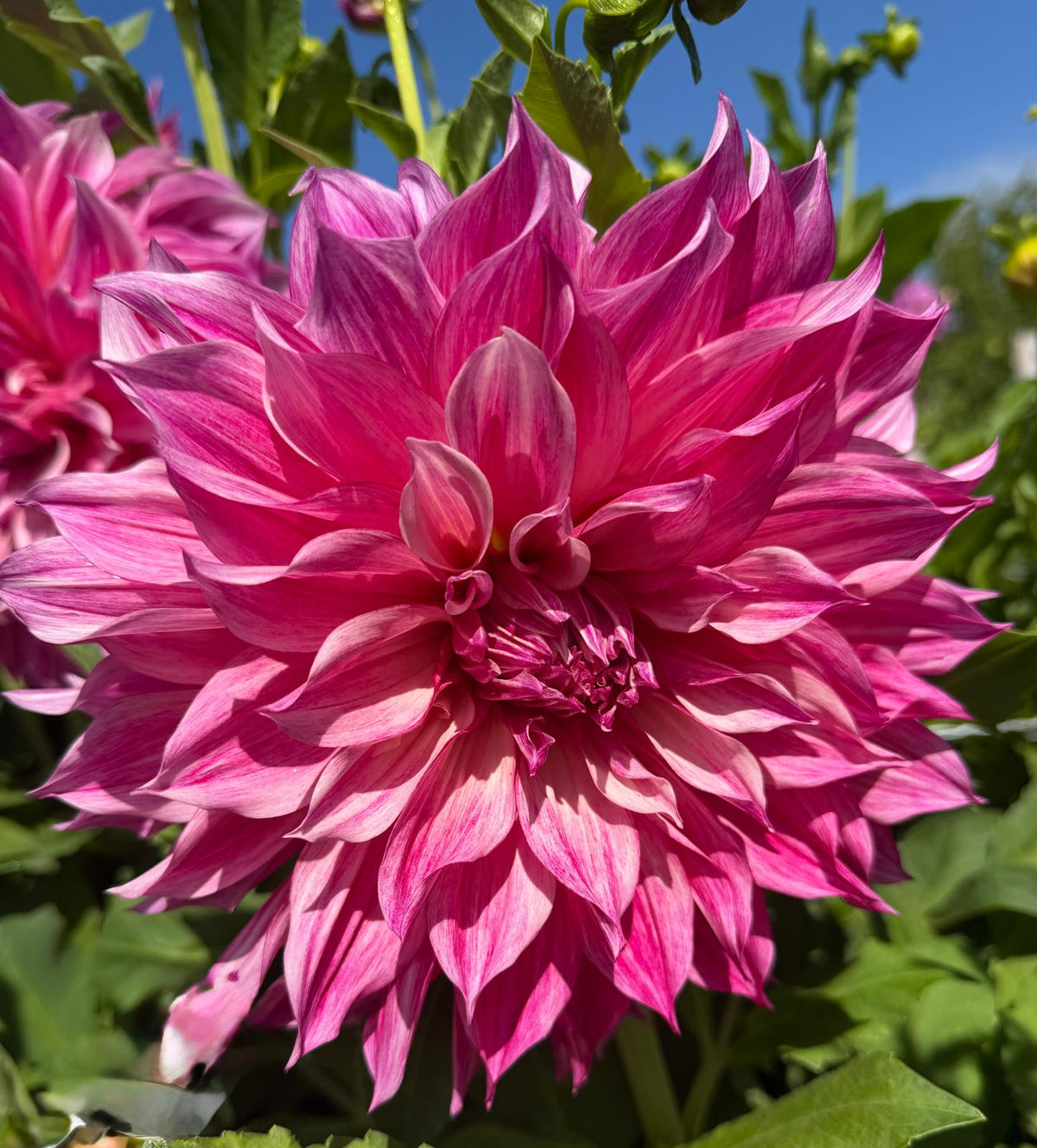 Dalia Romantica