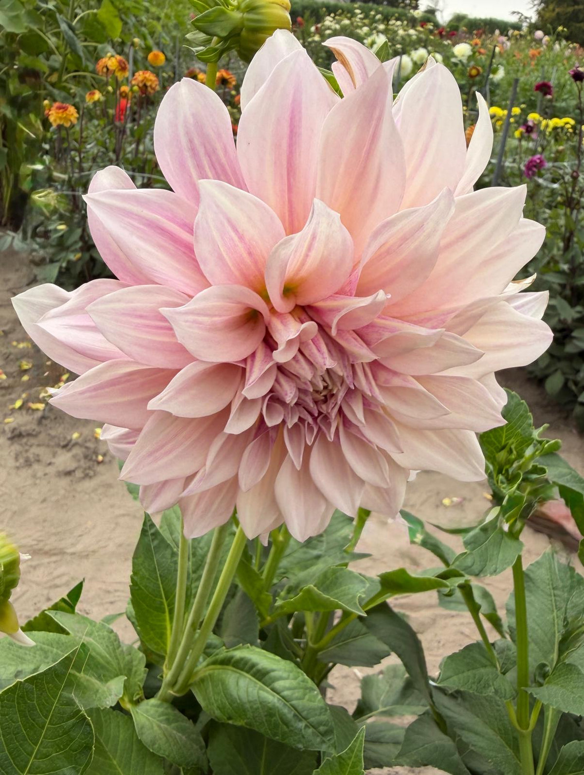 Dahlia Senior's Hope