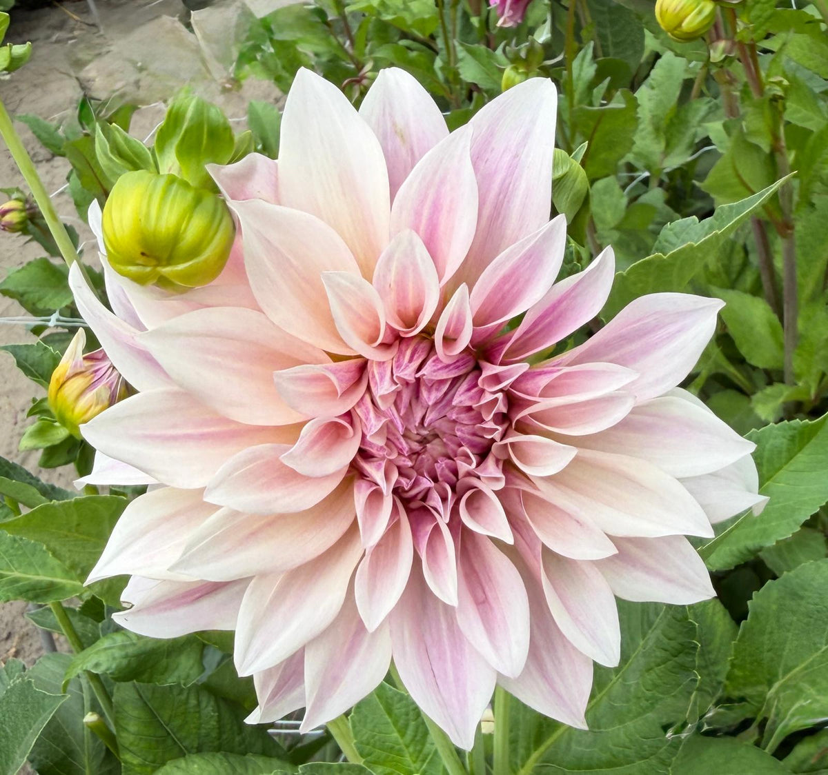 Dahlia Senior's Hope