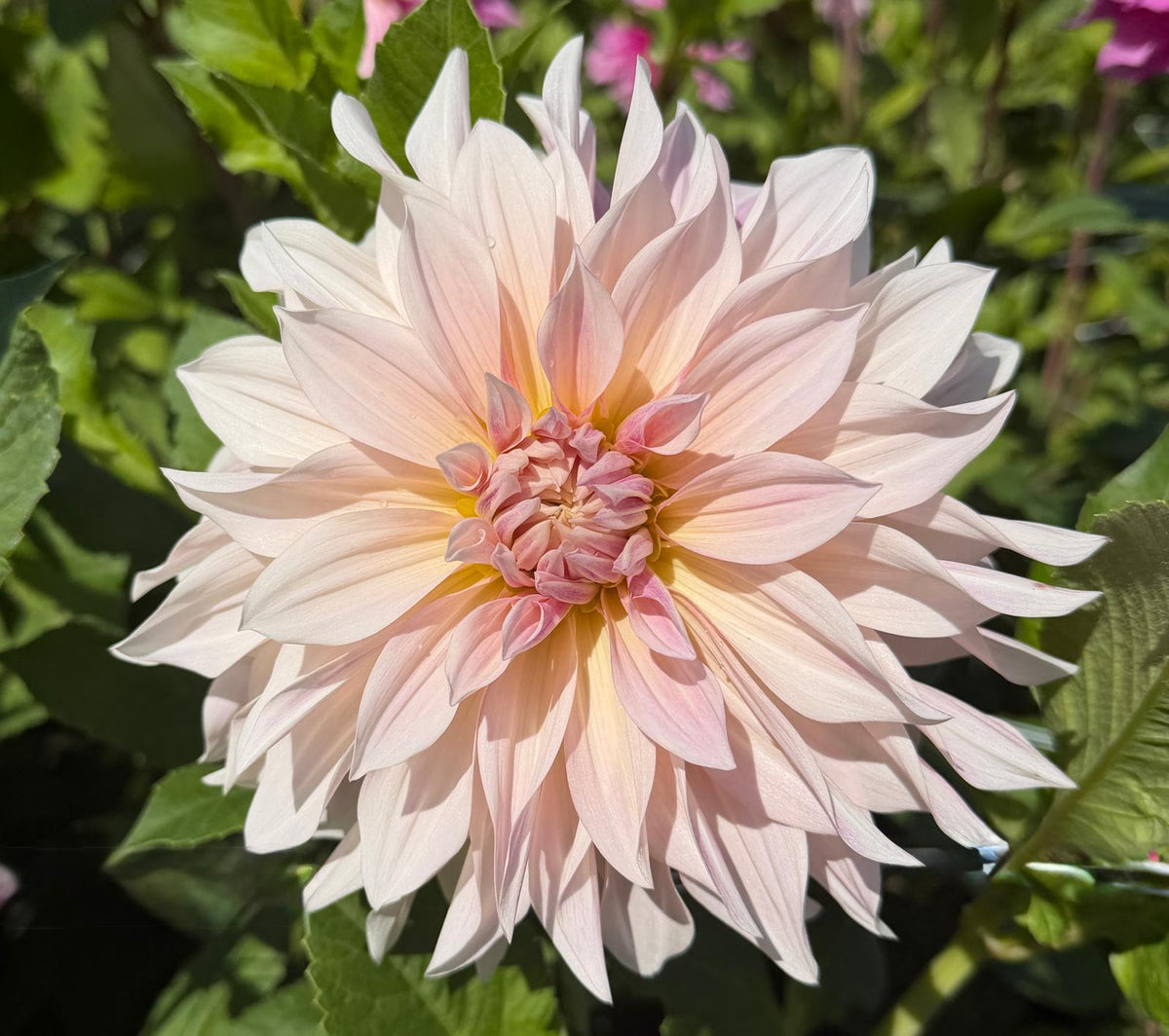 Dahlia Senior's Hope