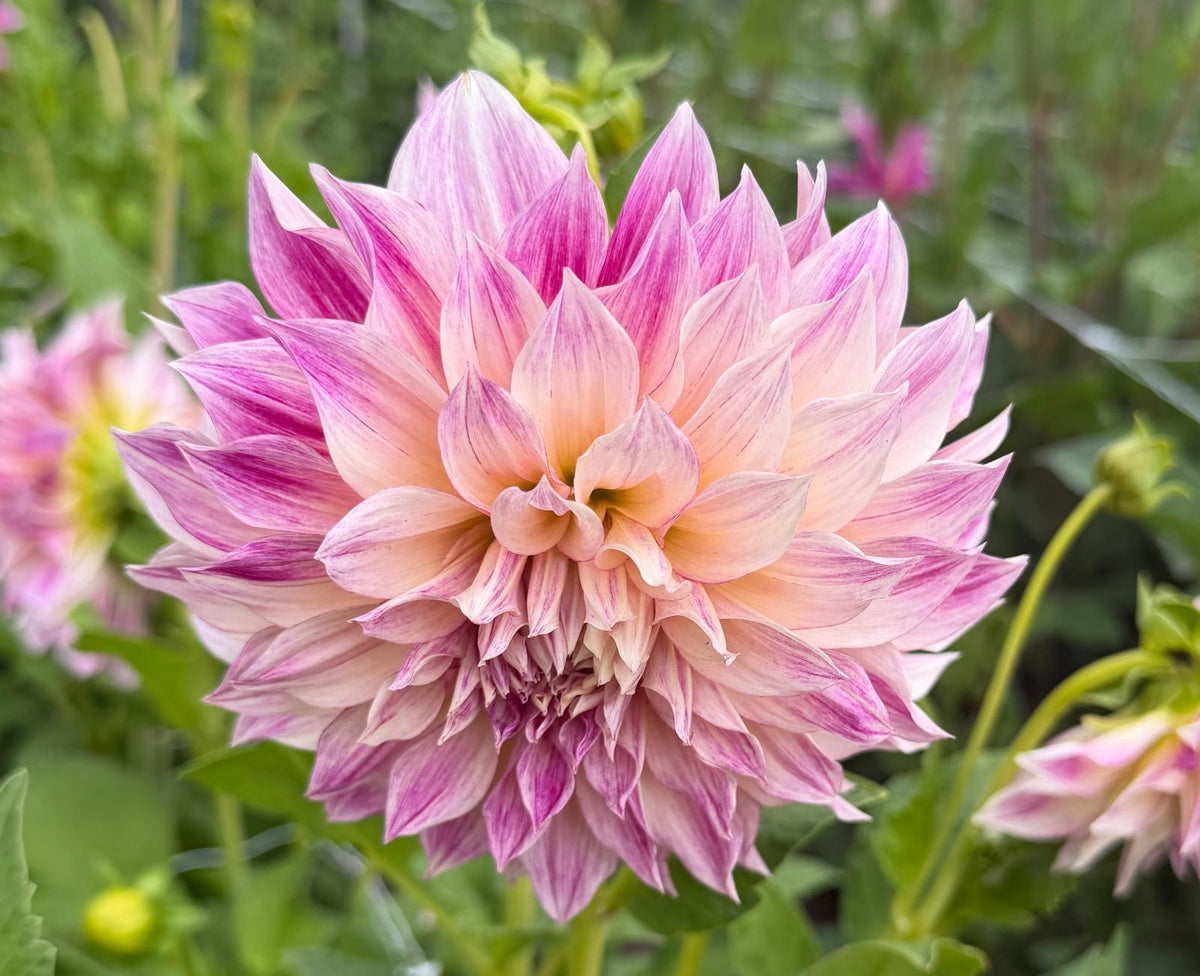 Dalia Romantica