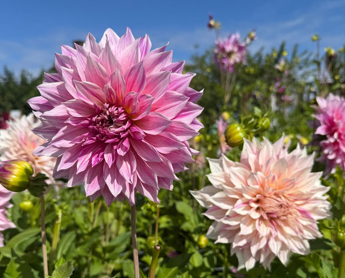 Dahlie Romantica