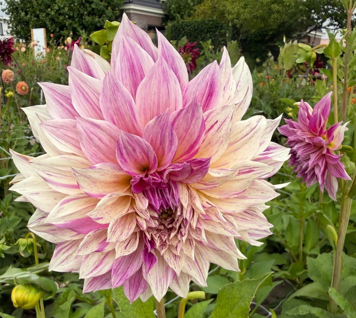 Dahlie Romantica